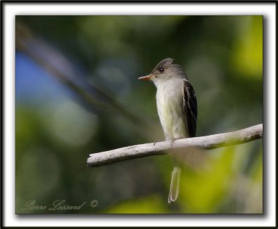 PIOUI DE L'EST   /   EASTERN WOOD-PEWEE    _MG_1495