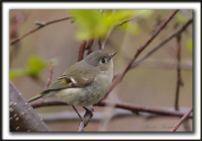 ROITELET  COURONNE RUBIS   /   RUBY-CROWNED  KINGLET    _MG_6232 a