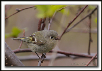 ROITELET  COURONNE RUBIS   /   RUBY-CROWNED  KINGLET    _MG_6234 aa