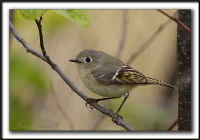 ROITELET  COURONNE RUBIS   /   RUBY-CROWNED  KINGLET    _MG_6520 a