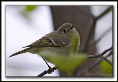 ROITELET  COURONNE RUBIS   /   RUBY-CROWNED  KINGLET    _MG_6653 a