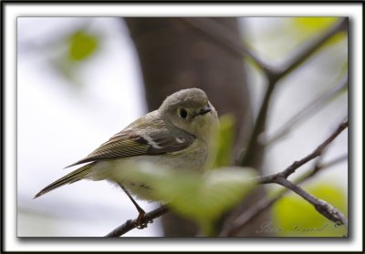 ROITELET  COURONNE RUBIS   /   RUBY-CROWNED  KINGLET    _MG_6663 a