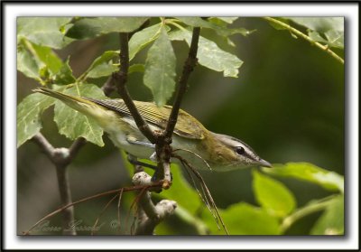 VIRO AUX YEUX ROUGES /  RED-EYES VIREO    _MG_2730 a
