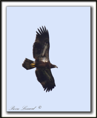 OISEAUX DE PROIE / BIRDS OF PREY
