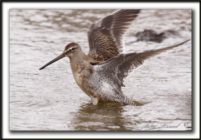 BCASSIN  LONG BEC   /  LONG-BILLED DOWITCHER    _MG_3779 a