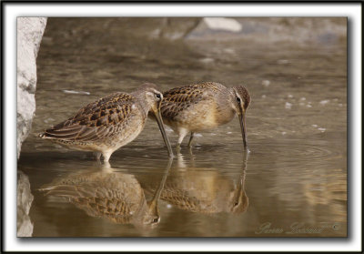 BCASSIN  LONG BEC   /  LONG-BILLED DOWITCHER    _MG_3927 a