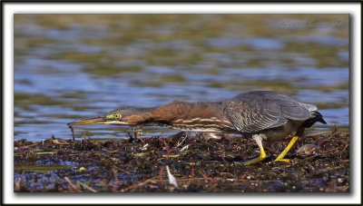 HERON VERT  /  GREEN HERON   -  Tout un long cou  /  what a long neck !    _MG_5048 a