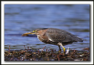 HERON VERT  /  GREEN HERON    _MG_5136 a