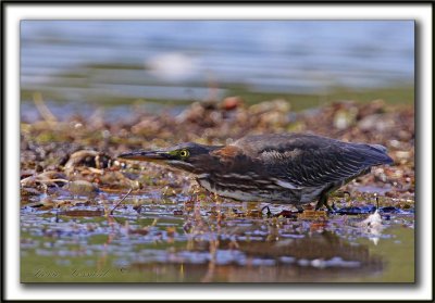 HERON VERT  /  GREEN HERON    _MG_5162 a