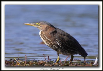 HERON VERT  /  GREEN HERON    _MG_5148 a