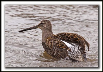 BCASSIN  LONG BEC   /  LONG-BILLED DOWITCHER    _MG_3766 b