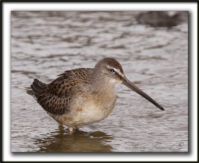 BCASSIN  LONG BEC   /  LONG-BILLED DOWITCHER    _MG_3786 a