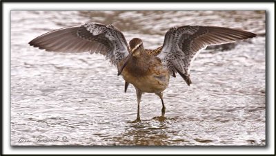 BCASSIN  LONG BEC   /  LONG-BILLED DOWITCHER    _MG_3782 a