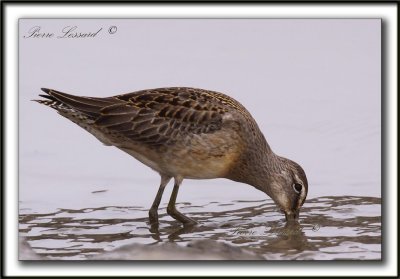 BCASSIN  LONG BEC   /  LONG-BILLED DOWITCHER    _MG_3730 a