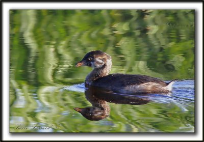 GRBE  BEC BIGARR  /   PIED-BILLED GREBE    _MG_9664 a