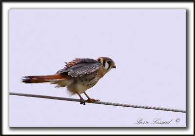 CRCERELLE D'AMRIQUE   /    AMERICAN KESTREL    _MG_5682 a