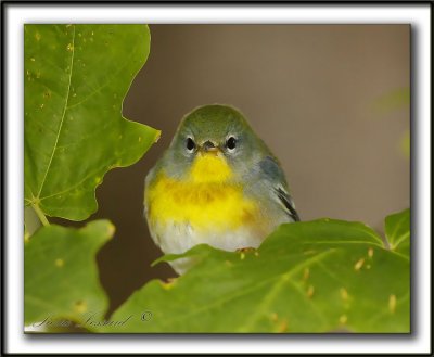 PARULINE  COLLIER, en automne   /    NORTHERN PARULA, in fall time    _MG_5927 a