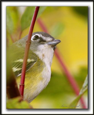 VIRO  TTE BLEUE    /    SOLITARY VIREO    _MG_6576 a