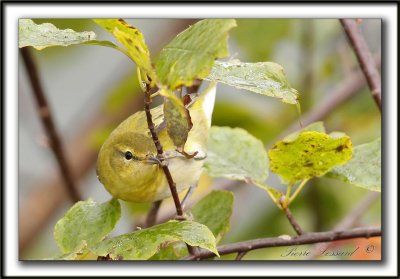 PARULINE DES PINS, jeune   /   PINE WARBLER, immature   _MG_6432 a