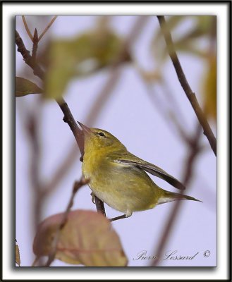 PARULINE DES PINS, jeune   /   PINE WARBLER, immature   _MG_6494 a