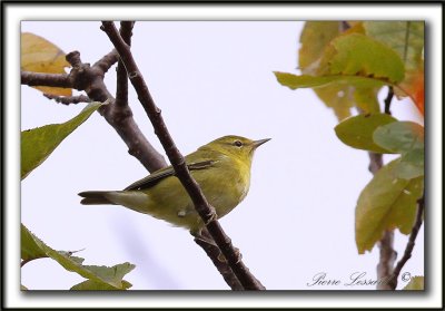 PARULINE DES PINS, jeune   /   PINE WARBLER, immature   _MG_6521 a