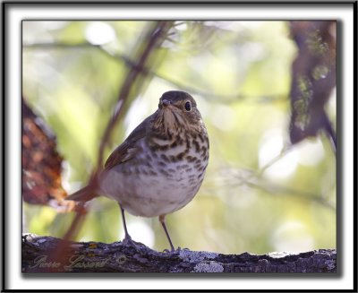 GRIVE  DOS OLIVE   /   SWAINSON'S THRUSH