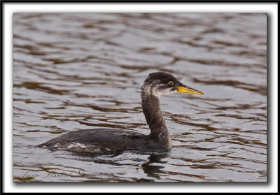 GRBE JOUGRIS   /   RED-NECKED GREBE    -  Plumage d'hiver  /  Winter feathers    _MG_9245 a