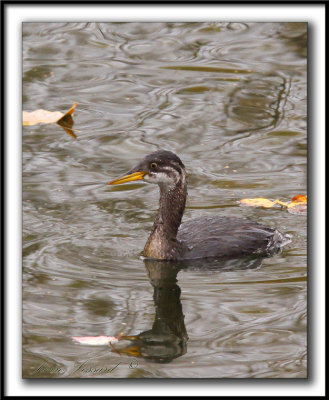 GRBE JOUGRIS   /   RED-NECKED GREBE    -  Plumage d'hiver  /  Winter feathers    _MG_9176 a