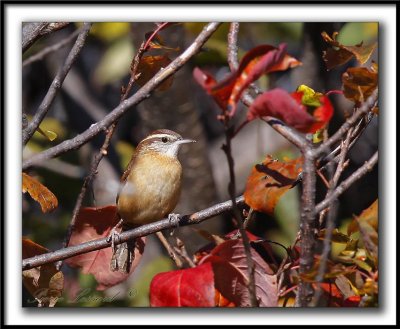 TROGLODYTE DE CAROLINE   /    CAROLINA WREN