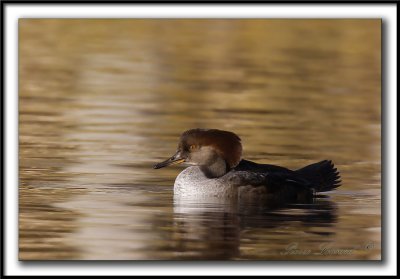 HARLE COURONN, femelle  /  HOODED MERGANSER, female   _MG_0093 a