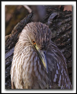 BIHOREAU GRIS  /  BLACK-CROWNED NIGHT-HERON     _MG_2759 a crop