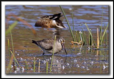 BARGE HUDSONIENNE   /   HUDSONIAN GODWIT_MG_8699 a