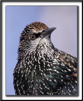 TOURNEAU SANSONNET  / EUROPEAN STARLING  - CROP  /  Finalement c'est une bel oiseau l'tourneau,  on dirait un pic!  _MG_3150 a