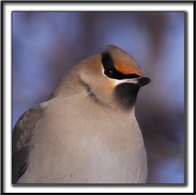 JASEUR BORAL  /  BOHEMIAN WAXWING     _MG_4218 ssa a