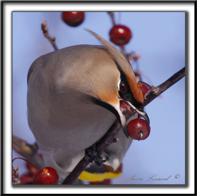 JASEUR BORAL  /  BOHEMIAN WAXWING    _MG_4185 sa a