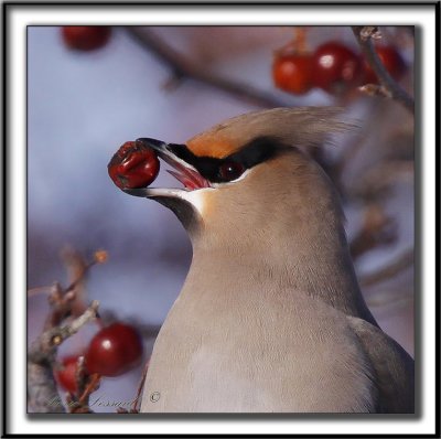 JASEUR BORAL  /  BOHEMIAN WAXWING     _MG_4441 a a