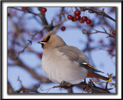 JASEUR BORAL  /  BOHEMIAN WAXWING     _MG_4334a