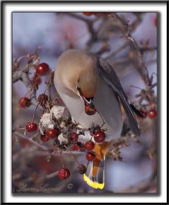 JASEUR BORAL  /  BOHEMIAN WAXWING     _MG_4425 aa