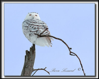 _MG_4051a -  HARFANG DES NEIGES  -  SNOWY OWL