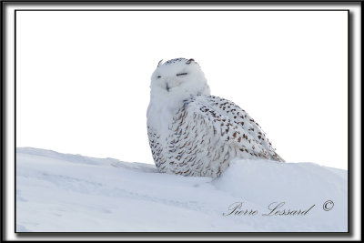 HARFANG DES NEIGES  -  SNOWY OWL   _MG_4083a.jpg -  LE HIBOU RIEUR D'AMRIQUE  /  THE SMILY OWL OF AMERICA...