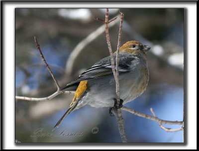 _MG_9116a .jpg  -  DUREBEC DES SAPINS  mle   /  PINE GROSBEAK male