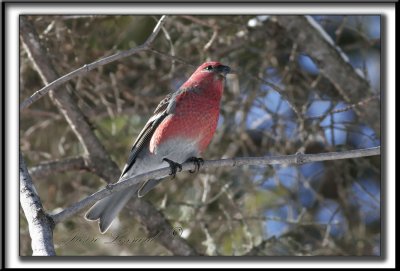 _MG_9174a .jpg -  DUREBEC DES SAPINS femelle /  PINE GROSBEAK female