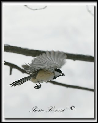 _MG_4592c .jpg -  MSANGE  TTE NOIRE  /  BLACK- CAPPED CHICKADEE