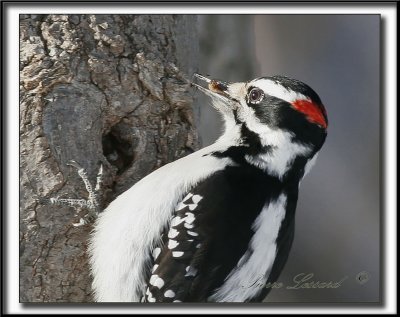 _MG_9652z.jpg   -  CEST LHEURE DE LA COLLATION /  LUNCH TIME    -      PIC CHEVELU mle  /  HAIRY WOODPECKER male