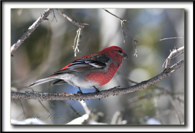 _MG_9176a .jpg  -  DUREBEC DES SAPINS  femelle  /  PINE GROSBEAK female