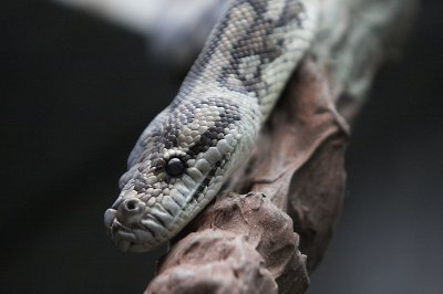 Another carpet python?