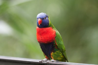 Rainbow lorikeet (3/3)