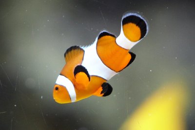 I found Nemo! A clownfish.