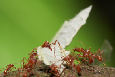 Leafcutter ants (1/4)