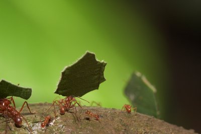 Leafcutter ants (2/4)